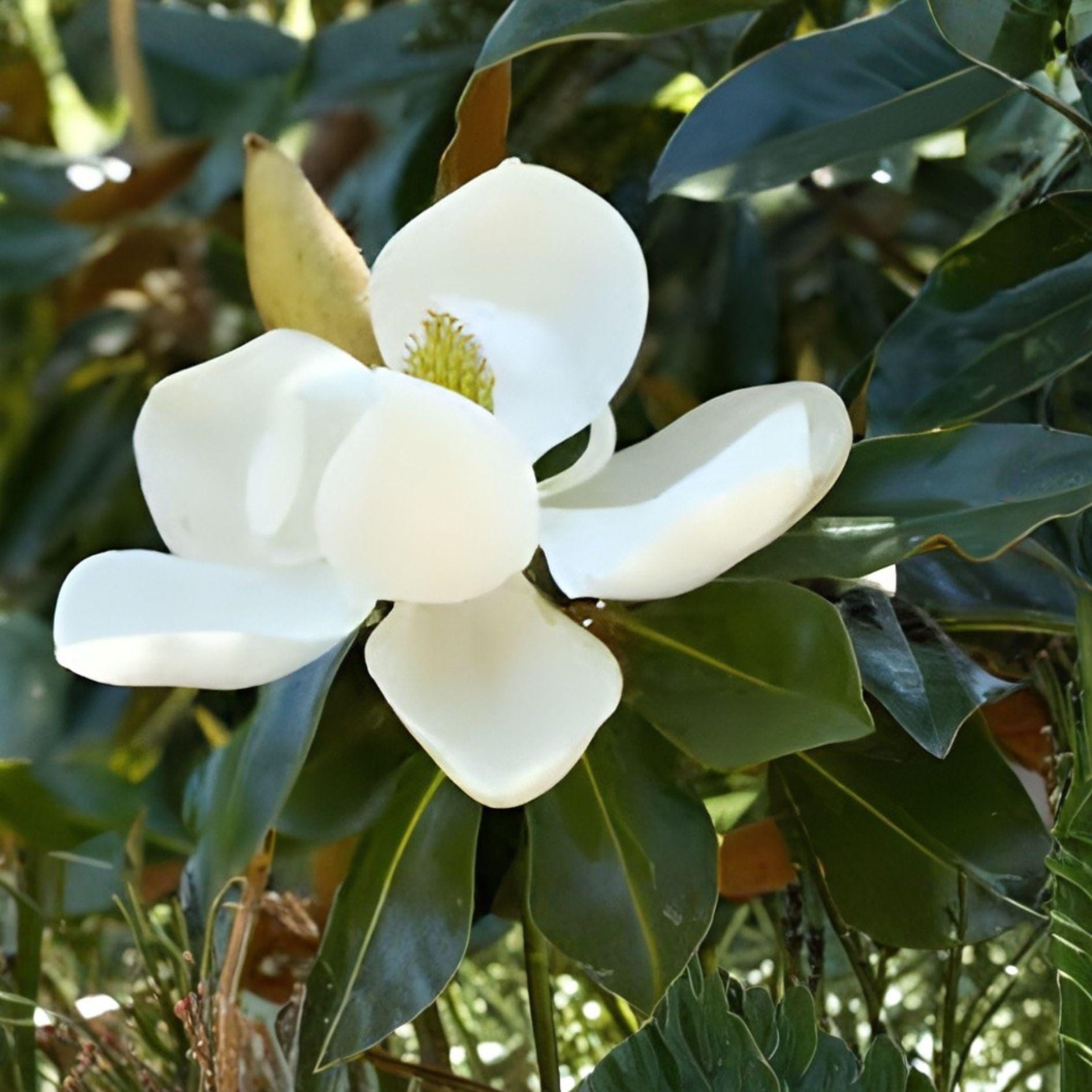 Southern Magnolia Cuttings | 8 Unrooted Woody Clippings | Magnolia grandiflora | Fragrant White Blooms & Evergreen Leaves