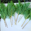 Leyland Cypress Cuttings | 15 Unrooted Evergreen Privacy Trees | Cupressus × leylandii for Hedges & Windbreaks