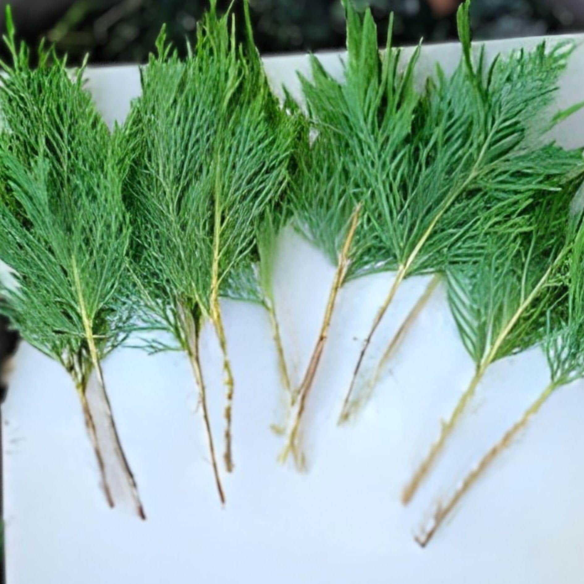 Leyland Cypress Cuttings | 15 Unrooted Evergreen Privacy Trees | Cupressus × leylandii for Hedges & Windbreaks