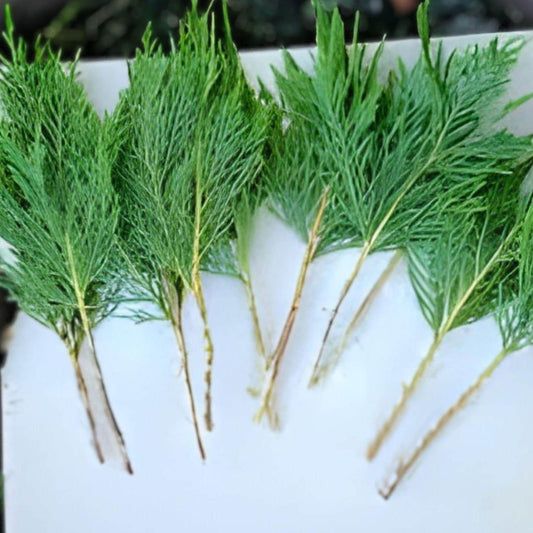 Leyland Cypress Cuttings | 15 Unrooted Evergreen Privacy Trees | Cupressus × leylandii for Hedges & Windbreaks
