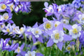 Blue Rocky Mountain Columbine Seeds – Aquilegia caerulea Herbaceous Perennial for Gardens, Borders, and Woodland Plantings