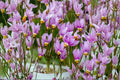 Midland Shooting Star Seeds – Dodecatheon meadia Herbaceous Perennial with Pink to Lavender Reflexed Flowers, Native Wildflower Seed