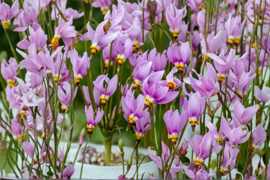 Midland Shooting Star Seeds – Dodecatheon meadia Herbaceous Perennial with Pink to Lavender Reflexed Flowers, Native Wildflower Seed