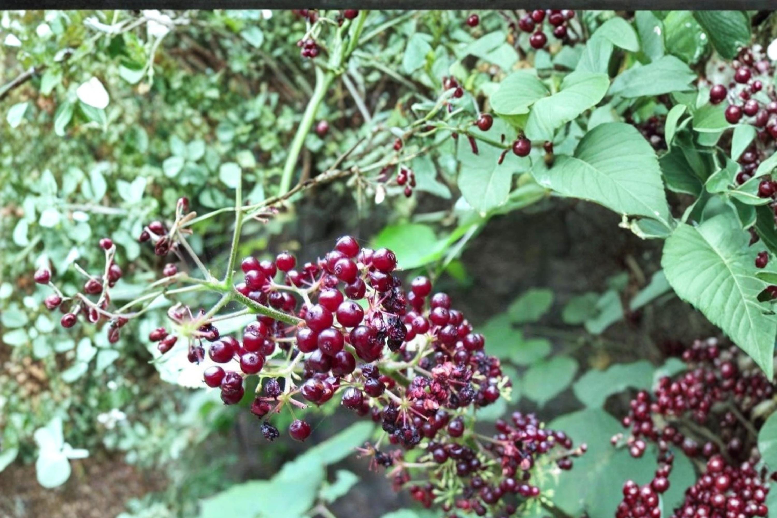 American Spikenard Seeds – Herbaceous Perennial, White Flowers, Dark Berries, Aralia racemosa, Shade Garden Plant
