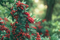 Mountain Holly Seeds – Ilex montana, Deciduous Shrub with Berries, Woodland Landscape, Acidic Soil, Full Sun to Partial Shade