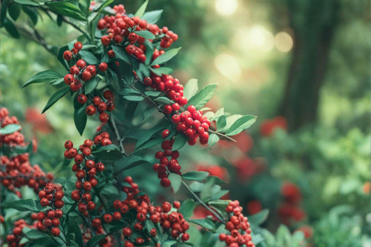 Mountain Holly Seeds – Ilex montana, Deciduous Shrub with Berries, Woodland Landscape, Acidic Soil, Full Sun to Partial Shade