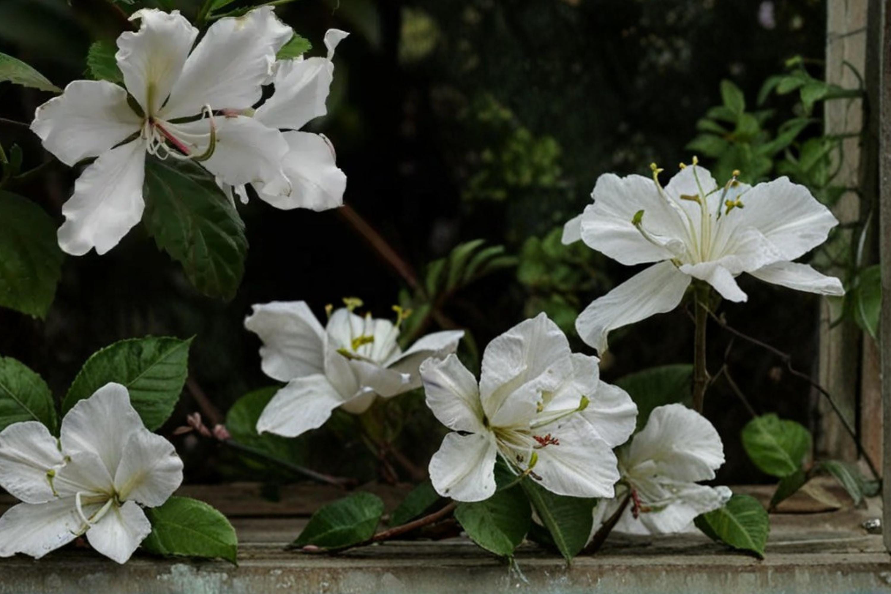 White Orchid Tree Seeds – Bauhinia variegata var. candida, Ornamental Deciduous Tree with White Flowers