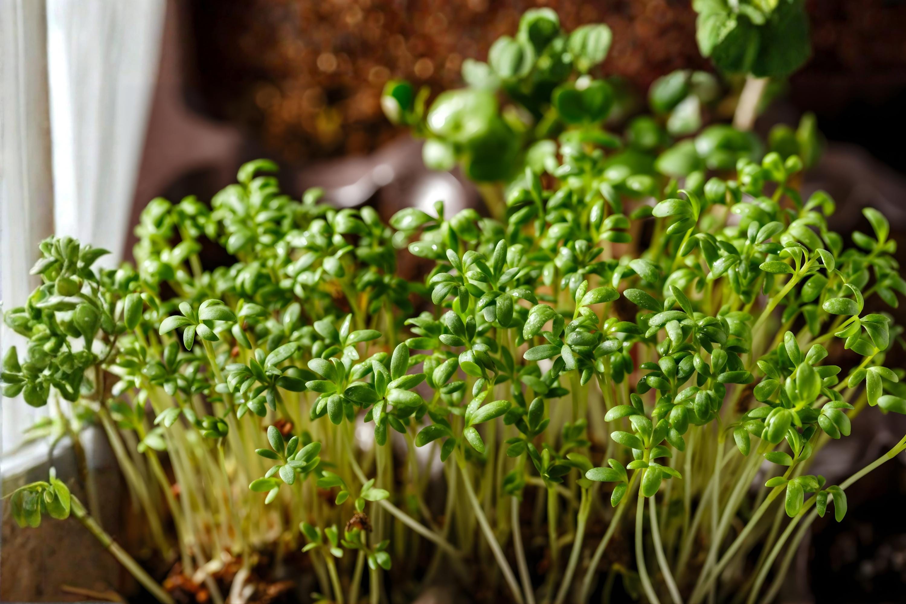 Garden Cress Seeds, Fast-Growing Herb, Pepper Cress (Lepidium sativum), Microgreens & Salad Greens