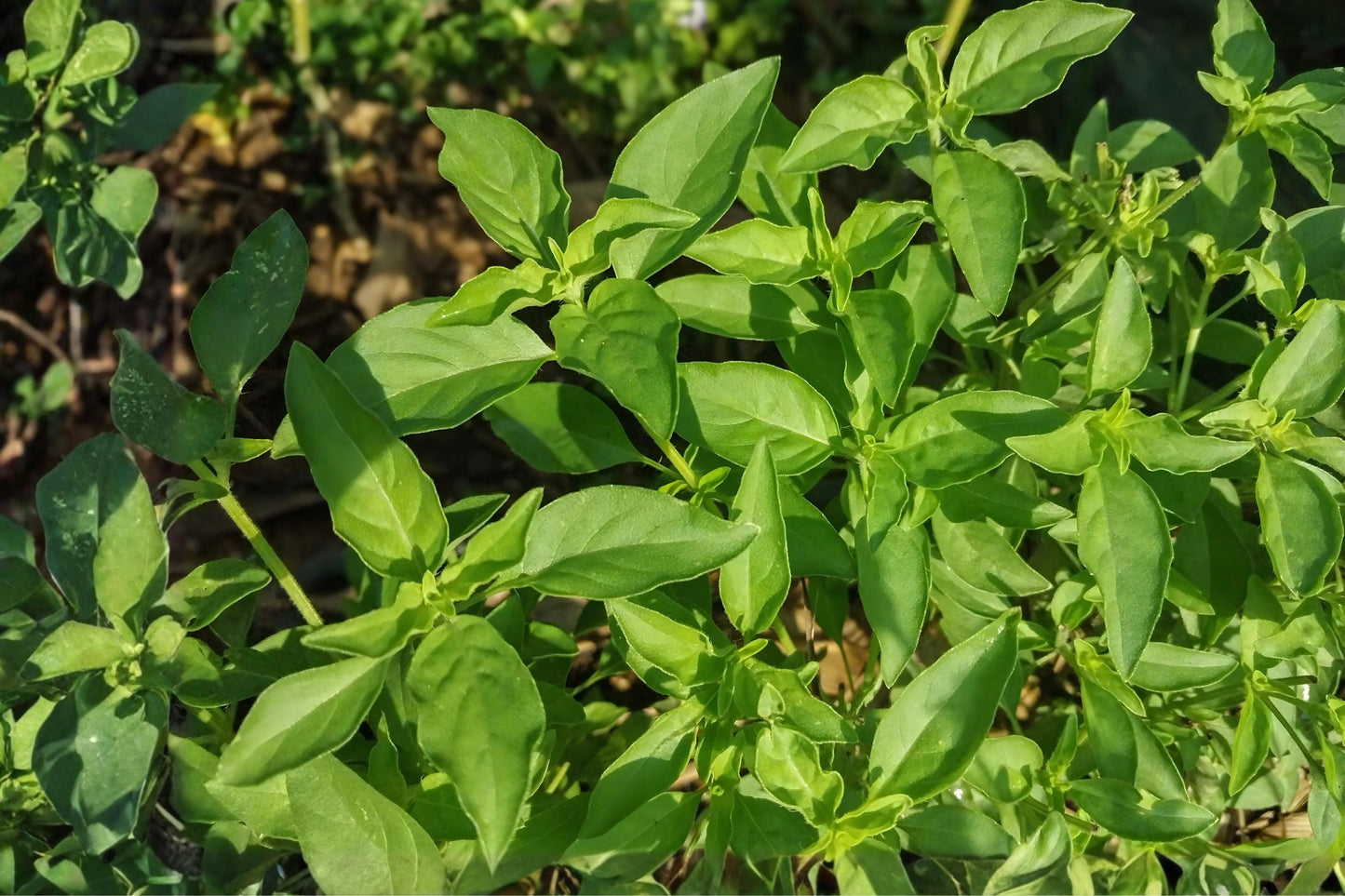 Lemon Basil Seeds | Citrus Basil Herb Seeds for Culinary Use | Ocimum basilicum | 75 Pack