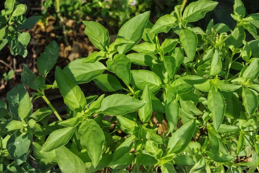 Lemon Basil Seeds | Citrus Basil Herb Seeds for Culinary Use | Ocimum basilicum | 75 Pack