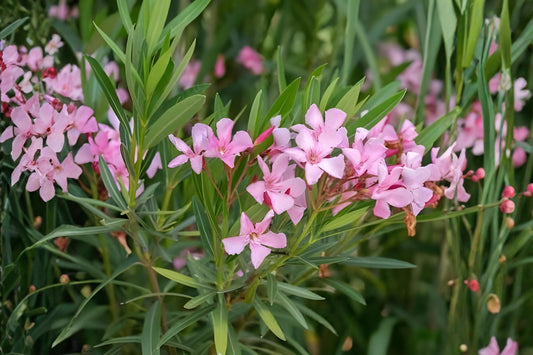Oleander Seeds (75) | Nerium oleander Flowering Shrub for Hedges & Borders | Drought-Tolerant Ornamental Plant