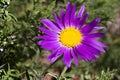 Tahoka Daisy Seeds 100 Pack | Purple Native Wildflower Seeds | Drought-Tolerant Machaeranthera tanacetifolia for Wildflower Gardens & Xeriscaping