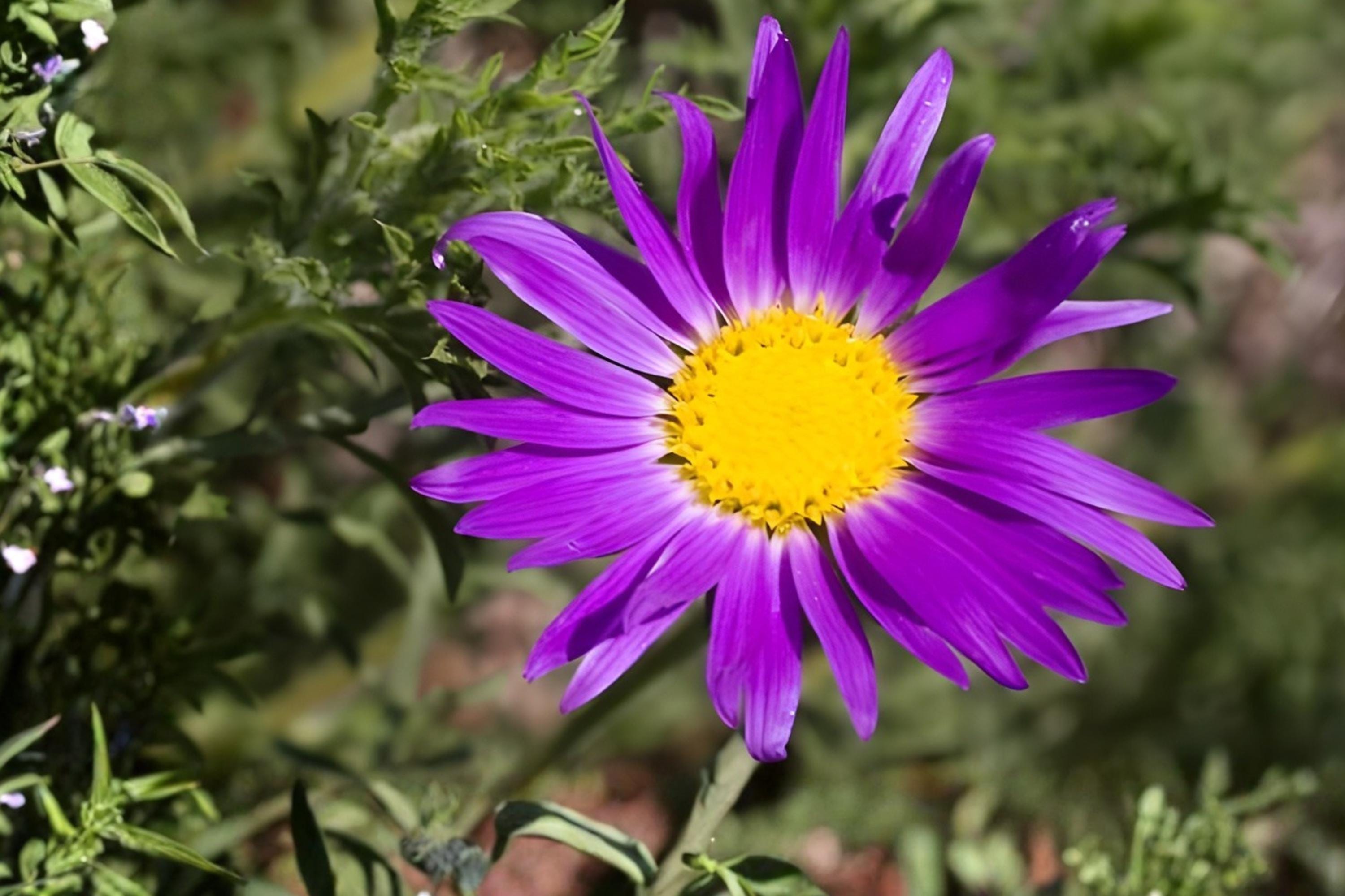 Tahoka Daisy Seeds 100 Pack | Purple Native Wildflower Seeds | Drought-Tolerant Machaeranthera tanacetifolia for Wildflower Gardens & Xeriscaping
