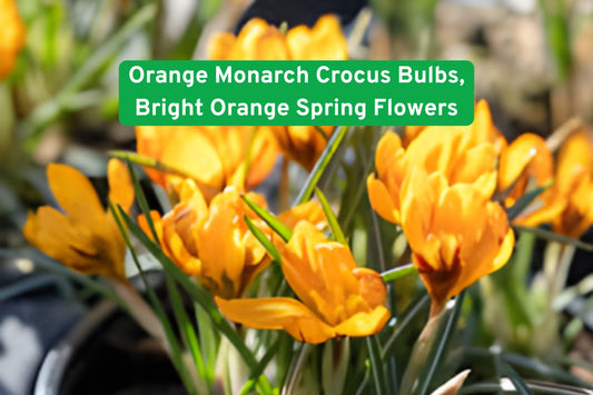 Orange Monarch Crocus Bulbs – Bright Orange Spring Flowers, Perennial Bulbs for Garden Beds & Containers
