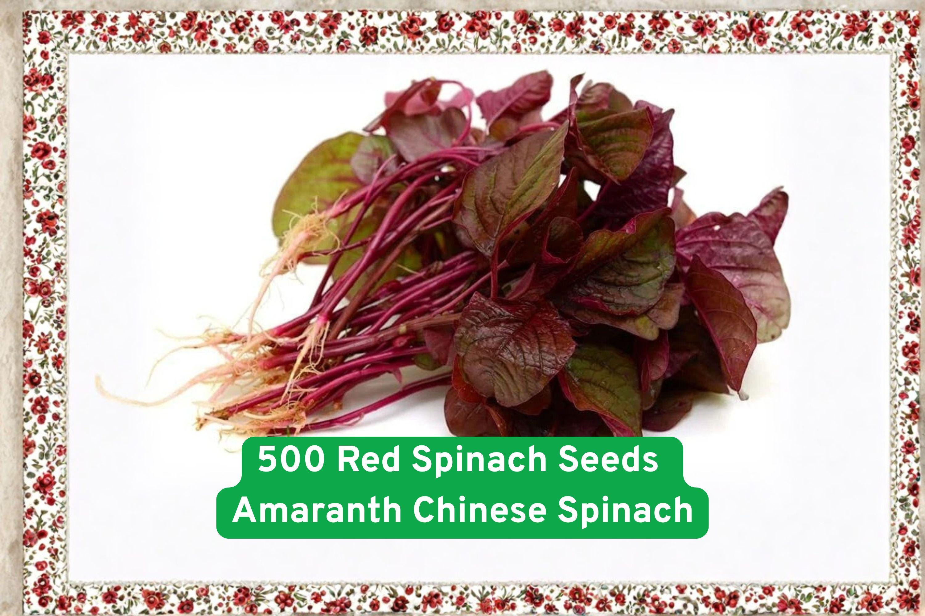 Red Amaranth Seeds – Fast-Growing Edible Leafy Green, Nutritious Superfood, Red Foliage, Amaranthus tricolor, 500 Seeds