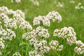 Anise Seeds 100 Pimpinella anisum Herbaceous Annual Culinary Herb for Garden and Borders
