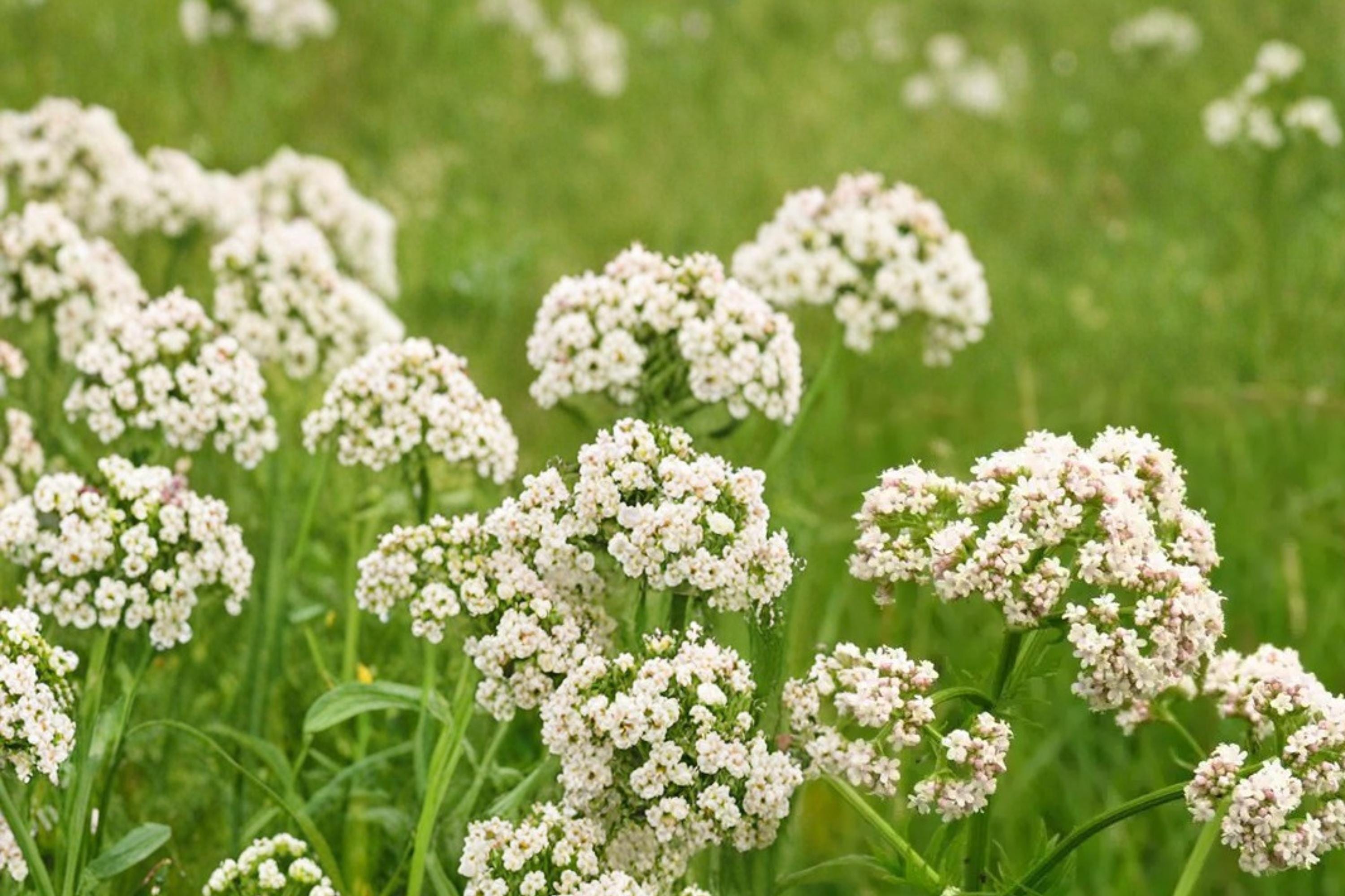 Anise Seeds 100 Pimpinella anisum Herbaceous Annual Culinary Herb for Garden and Borders