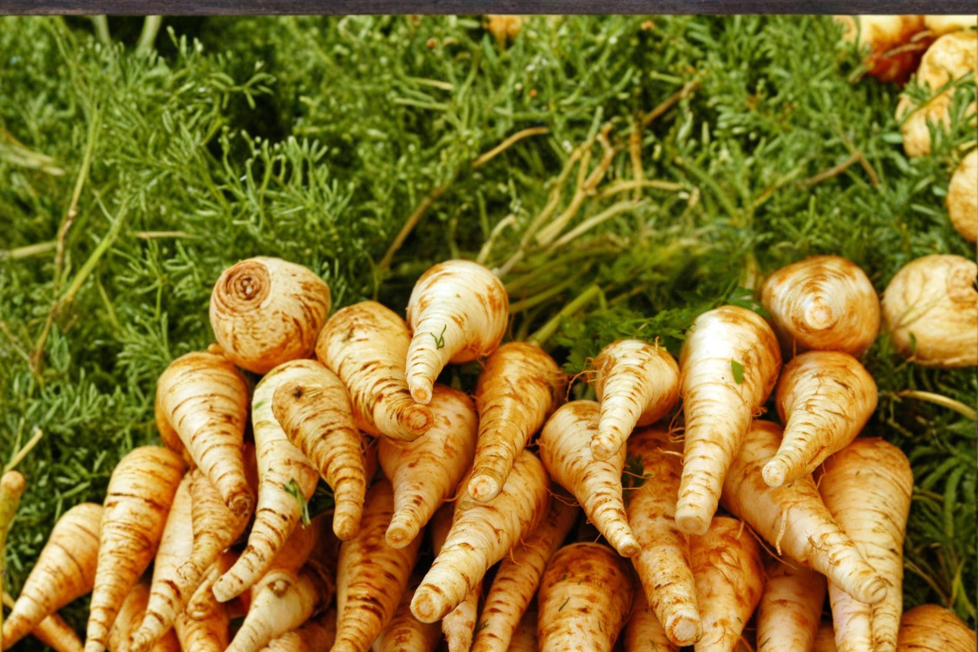 Harris Early Parsnip Seeds 100 Count – Pastinaca sativa Herbaceous Root Vegetable for Garden Beds