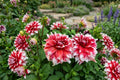 Frost Nip Dinner Plate Dahlia Tuber Clump – Red White Blooms, Garden Flowering Bulb, Dahlia 'Frost Nip' for Borders & Cut Flowers