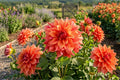 Giant Dinnerplate Dahlia Bulb Clump Coral Raspberry Belle of Barmera Dahlia pinnata