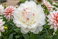 Double Peony Bare Root Plant - Festiva Maxima White Flowers - Perennial Flowering Plant - Paeonia lactiflora