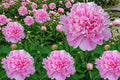 Sarah Bernhardt Peony Root Bulb - Pink Double Flower Live Perennial - Paeonia lactiflora