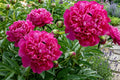 Red Kansas Double Peony Bulb Root Plant - Vibrant Flowering Perennial Paeonia lactiflora