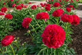 Double Peony Bulb 'Command Performance' – Live Perennial Flower Plant, Paeonia lactiflora, Vibrant Double Blooms, Garden, Cut Flower, Hardy