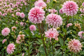 Decorative Dahlia Bulb Clump - Strawberry Cream - Perennial Flowering Tubers - Dahlia pinnata for Gardens, Borders, Containers