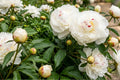 Festiva Maxima Double Peony Bare Root Plant – Live Perennial Flower Bulb, Fragrant, Hardy, Cut Flower, Paeonia lactiflora