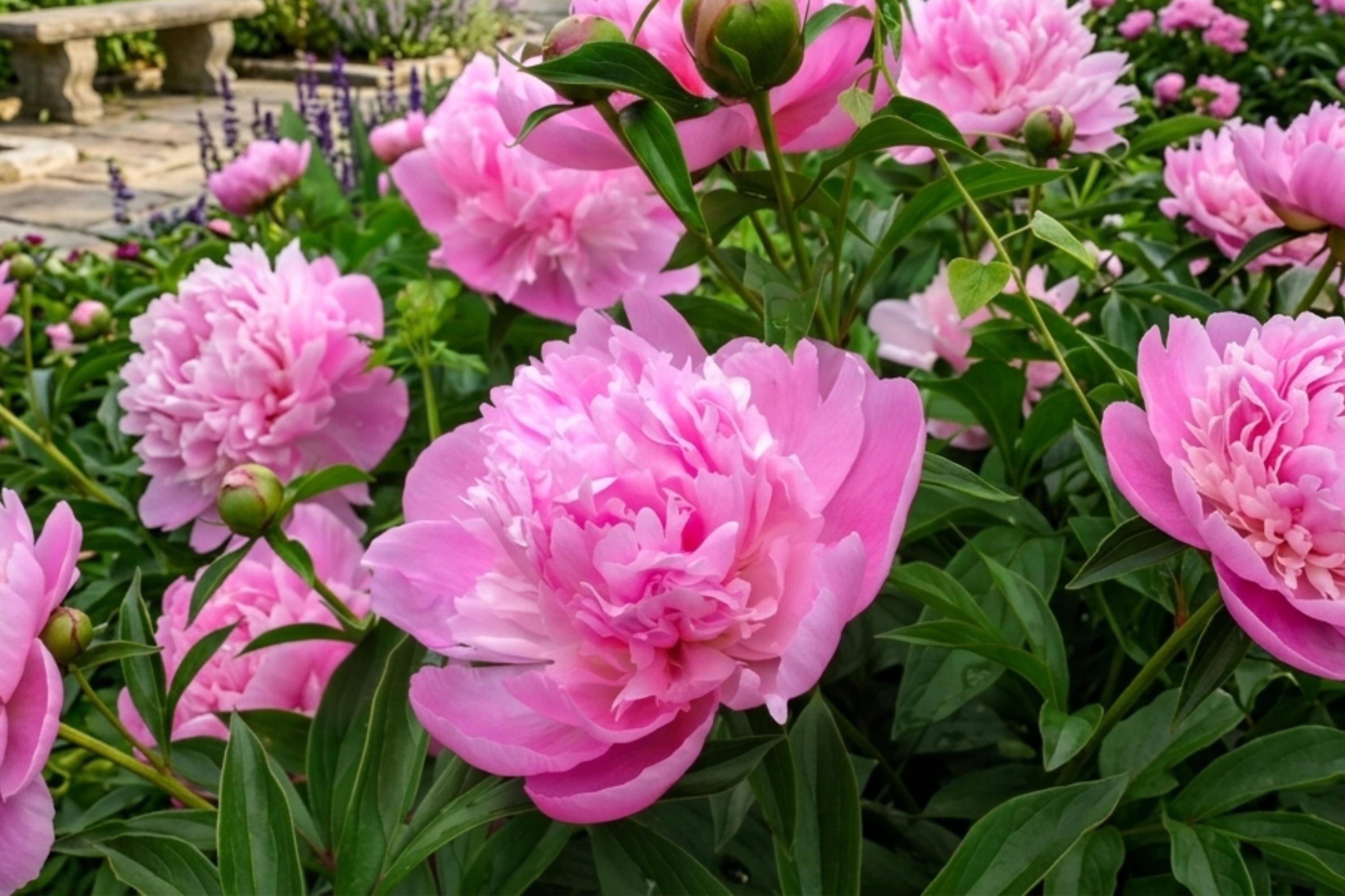 Sarah Bernhardt Peony Bare Root – Double Flower Perennial Bulb – Fragrant, Hardy, Full Sun, Paeonia lactiflora
