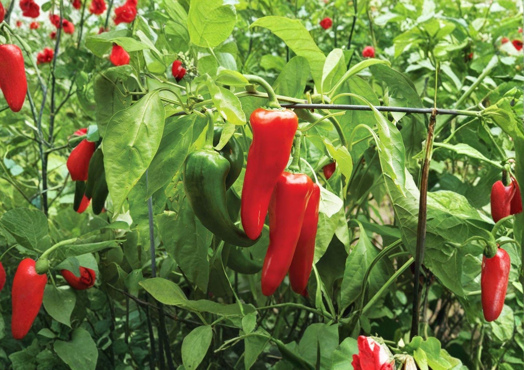 Big Jim Pepper Seeds – Heirloom Non-GMO Hot Chili Seeds for Garden, High Yield, Fast Growing, Mild Hot Peppers, Roasting Variety