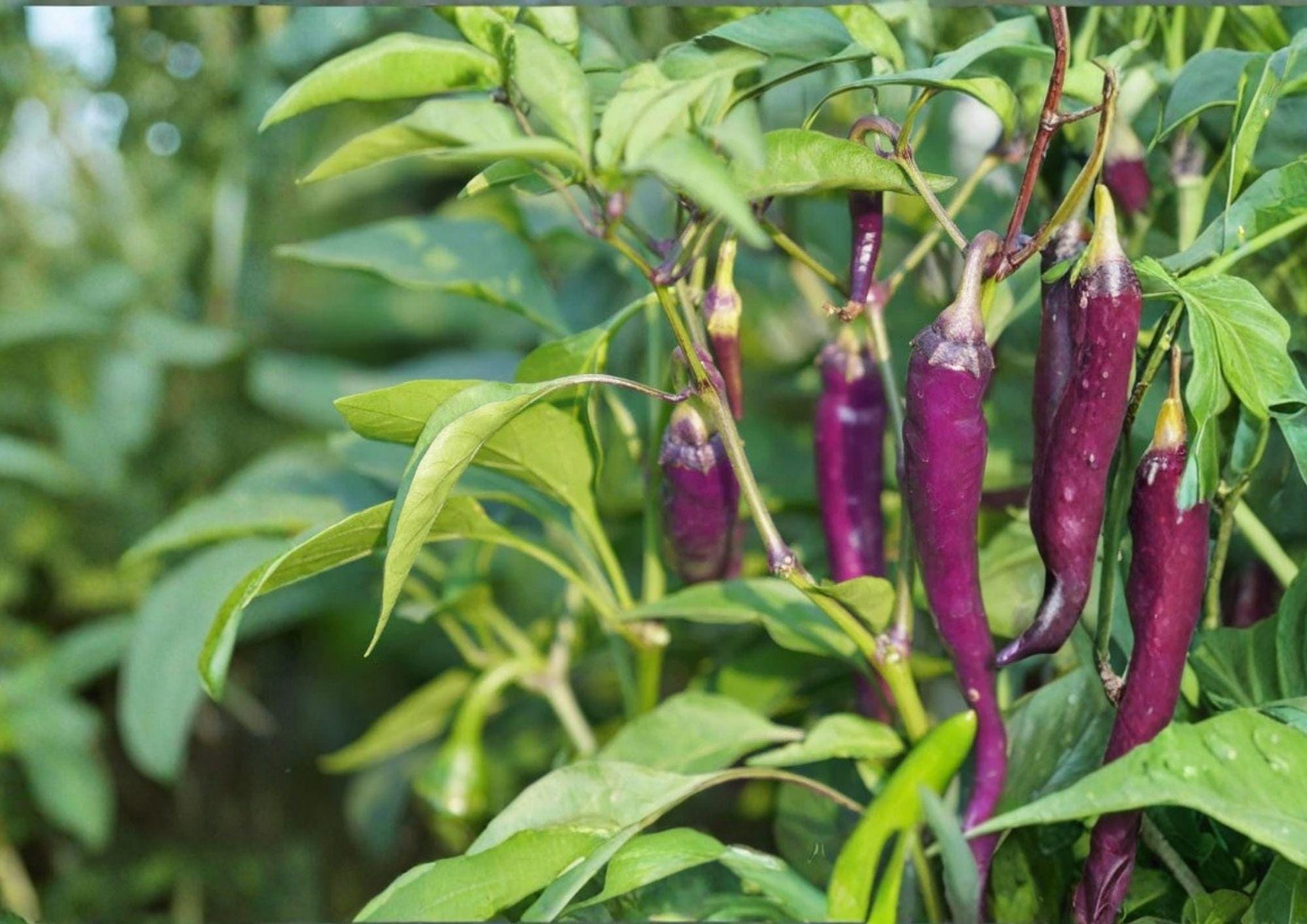 50+ Purple Cayenne Pepper Seeds – Heirloom Non-GMO Hot Pepper Seeds for Garden, Vibrant Purple Chili Pods, Spicy, High Yield, Easy to Grow