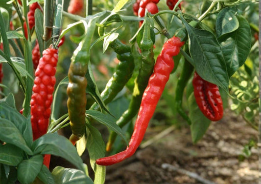 Long Slim Cayenne Pepper Seeds – Heirloom Non-GMO Hot Chili Seeds for Garden Planting, High Yield Thin Spicy Pods, BloomHavenNursery