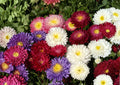 China Aster Seeds Rainbow Mix – Colorful Open Pollinated Non-GMO Flower Seeds for Garden & Cut Flowers, Vibrant Annual Blooms