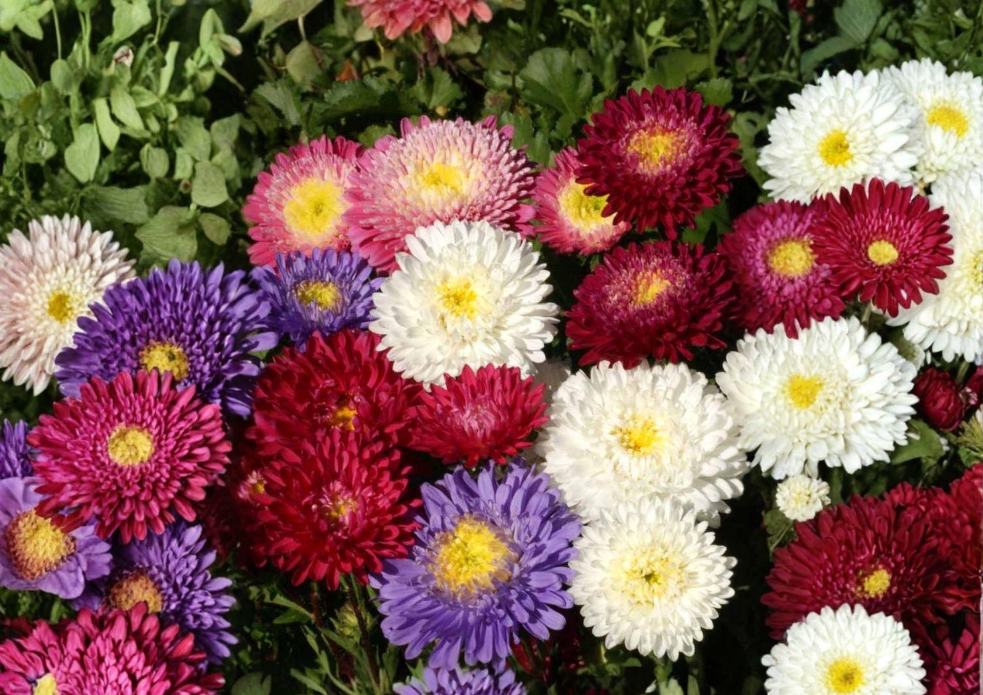 China Aster Seeds Rainbow Mix – Colorful Open Pollinated Non-GMO Flower Seeds for Garden & Cut Flowers, Vibrant Annual Blooms