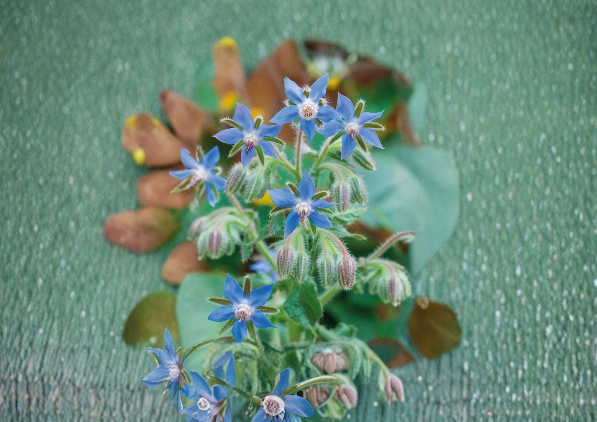 100+ Borage Herb Seeds – Heirloom Non-GMO Edible Flower Pollinator-Friendly Medicinal Herb Seeds for Garden Planting