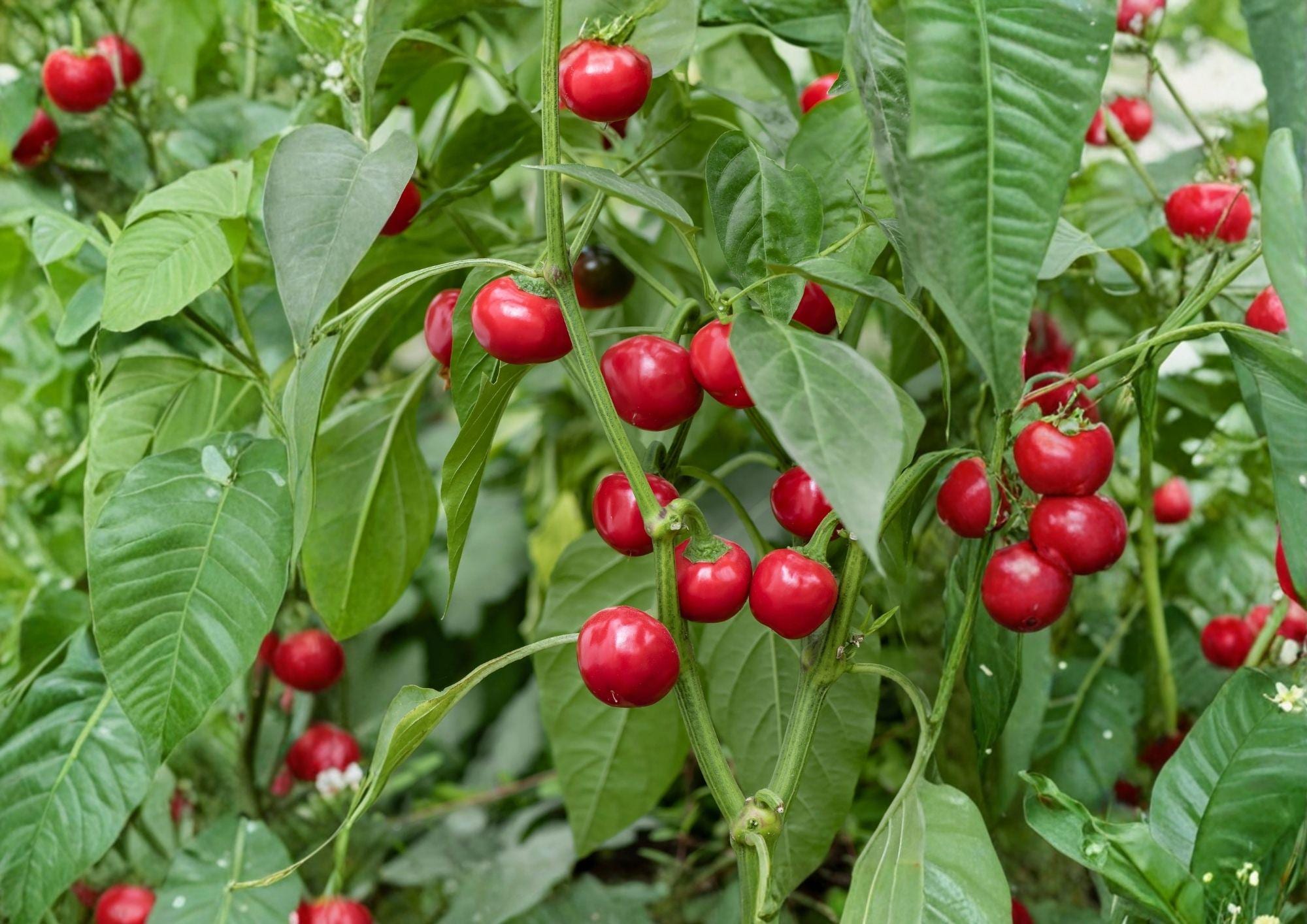 Red Cherry Hot Pepper Seeds – Organic Non-GMO Pimenta Heirloom Vegetable Seeds for Spicy Garden Planting, High Yield, Easy to Grow