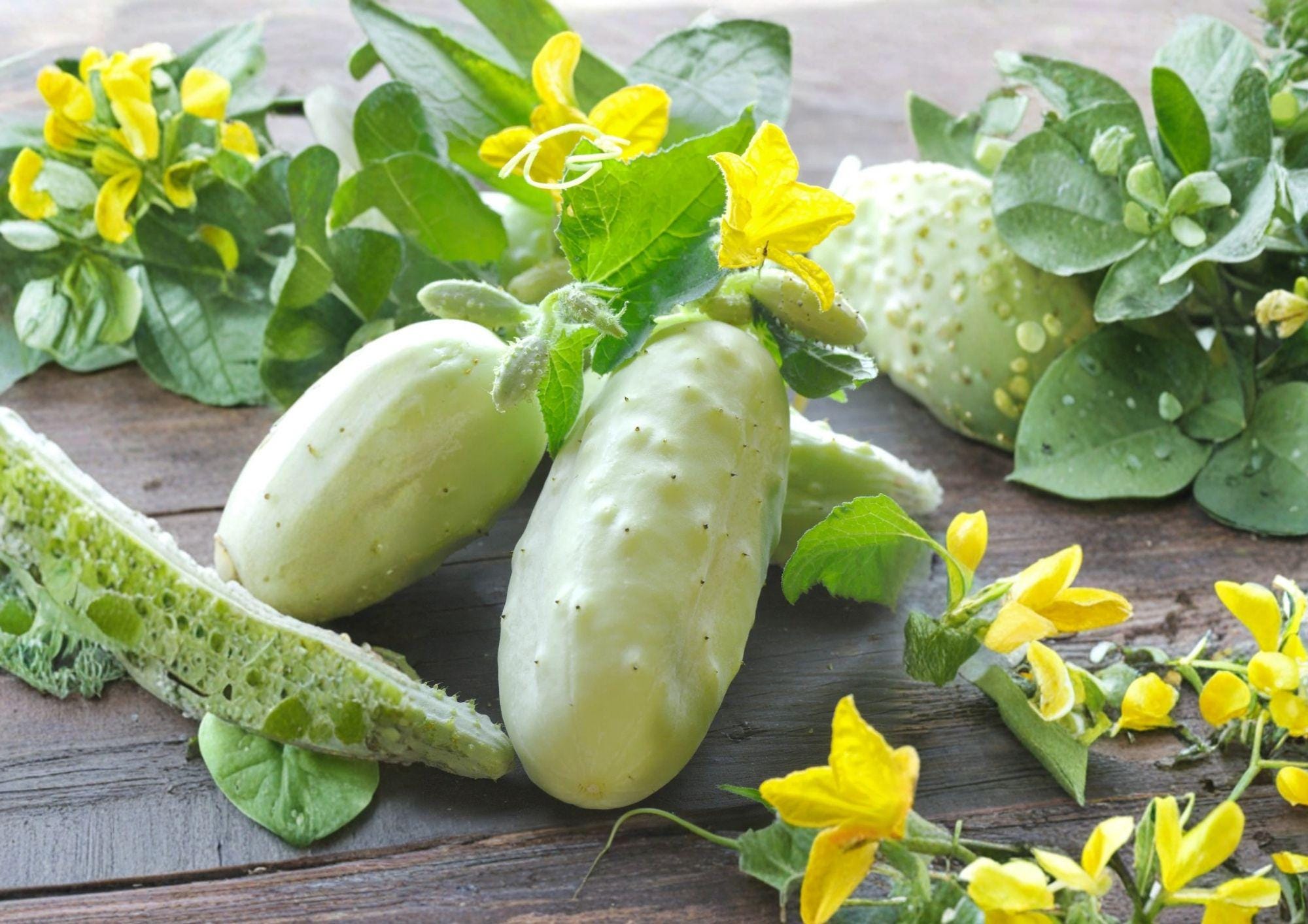White Wonder Cucumber Seeds – 100+ Heirloom Non-GMO Pale White Crisp Vegetable Seeds for Garden Planting, Unique Garden Variety
