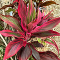 Cordyline fruticosa Ti Leaf Cuttings – Green Pink Red Tropical Foliage Starter, Unrooted Log Propagation Plant