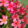 Pink Plumeria Frangipani Cuttings – Tropical Flowering Plant, 2 Unrooted Live Cuttings, Pink Fragrant Flowers, Plumeria rubra