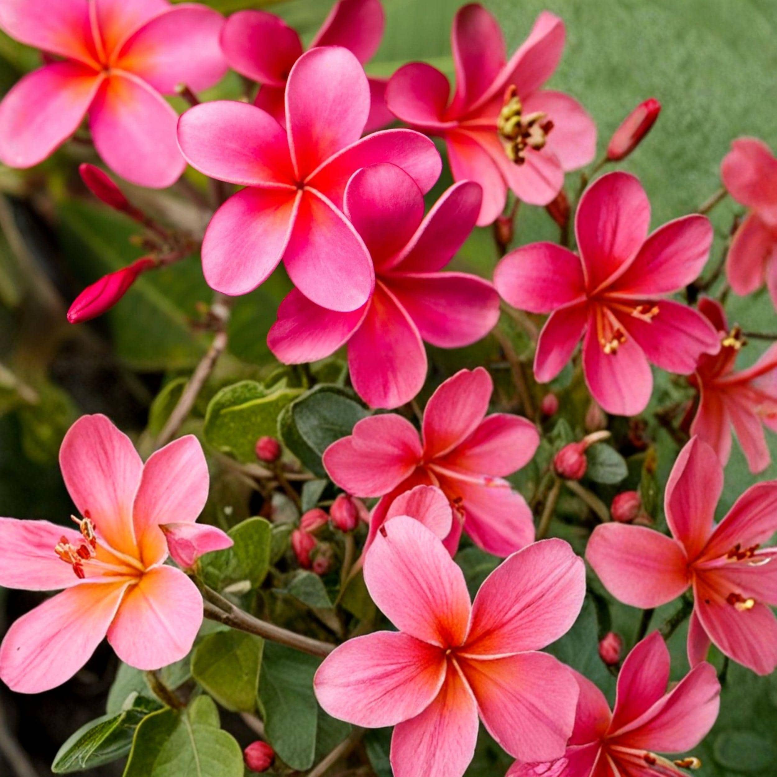 Pink Plumeria Frangipani Cuttings – Tropical Flowering Plant, 2 Unrooted Live Cuttings, Pink Fragrant Flowers, Plumeria rubra