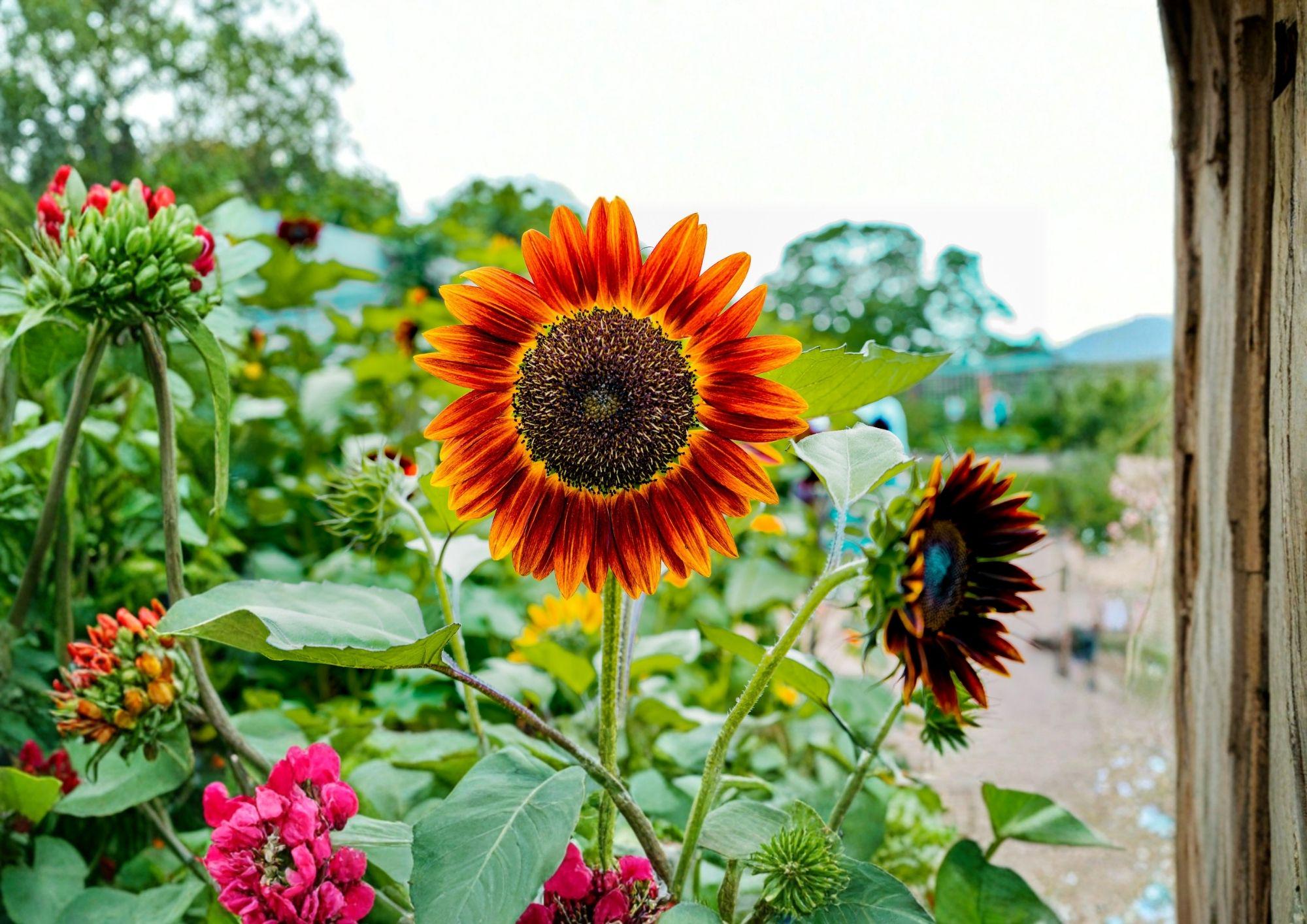 50+ Earthwalker Sunflower Seeds | Heirloom Multi-Color Tall Sunflower for Garden & Cut Flowers | Helianthus annuus