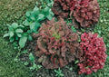Ruby Red Lettuce Seeds, Heirloom Leaf Salad Greens, 500+ Vegetable Seeds for Garden Planting, Deep Red Tender Loose Leaf Variety