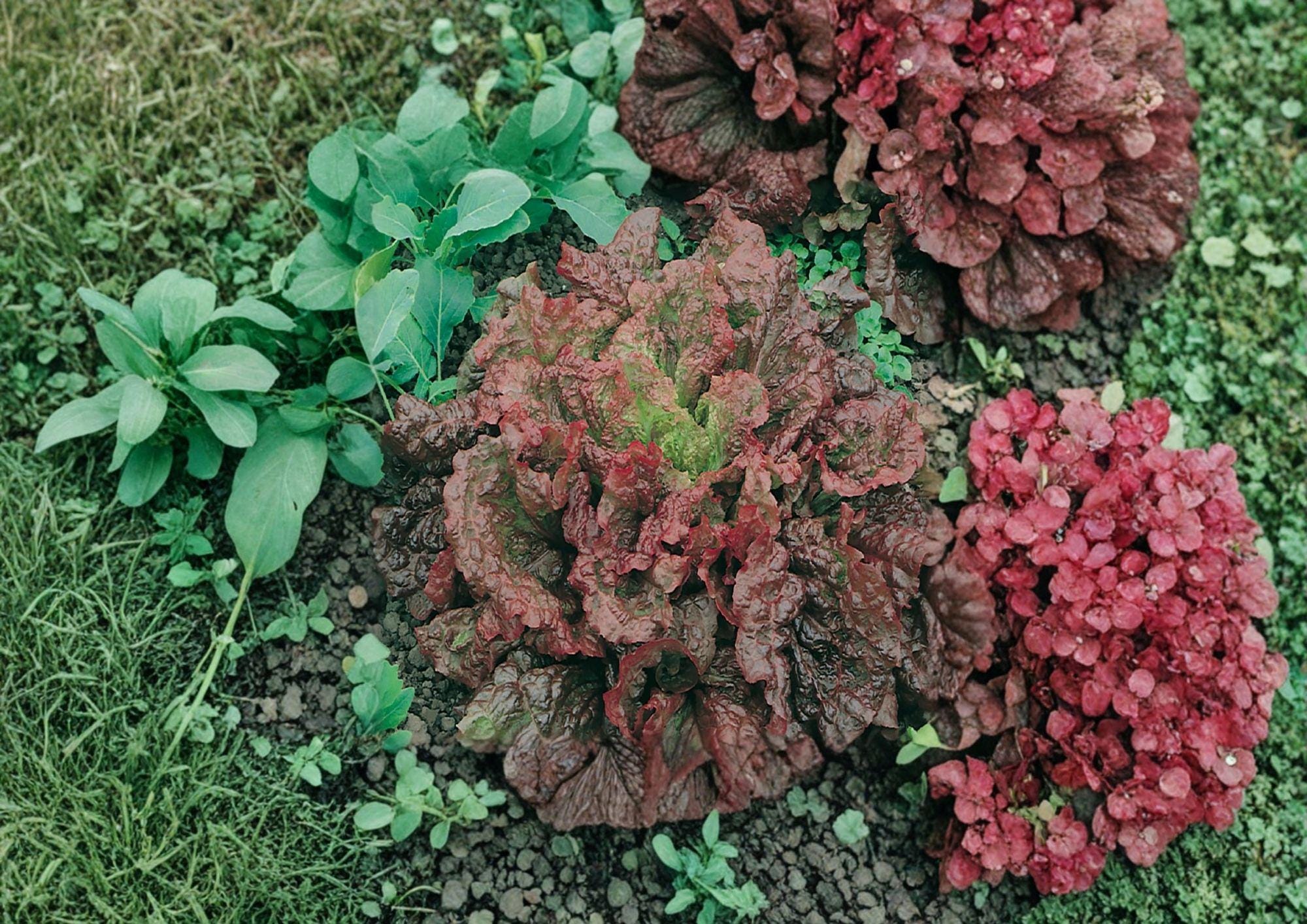 Ruby Red Lettuce Seeds, Heirloom Leaf Salad Greens, 500+ Vegetable Seeds for Garden Planting, Deep Red Tender Loose Leaf Variety