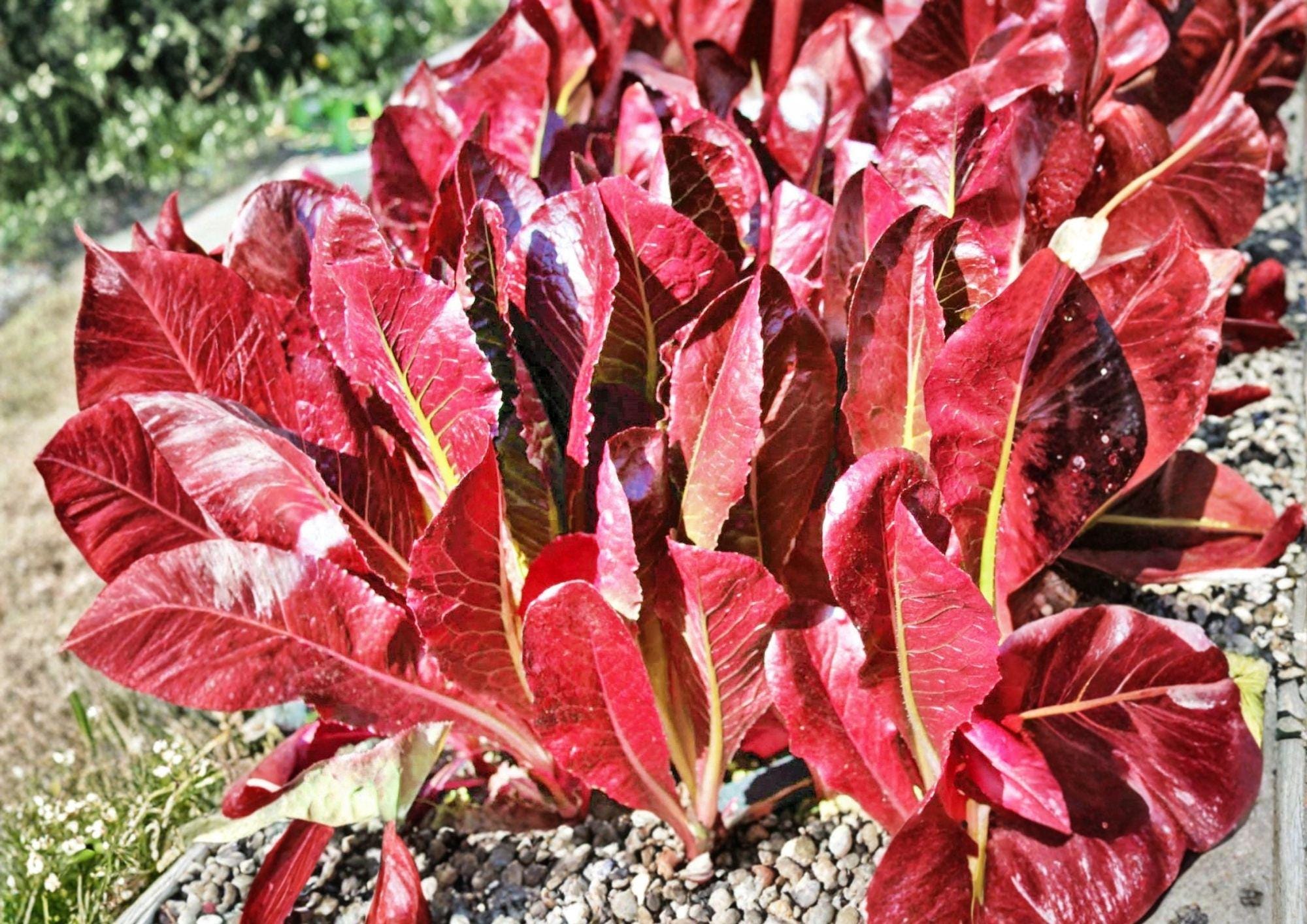 Super Red Romaine Lettuce Seeds, Rare Heirloom Cos Lettuce, Vegetable Seeds for Garden Planting, Deep Red Upright Heads, Crisp Salad Green