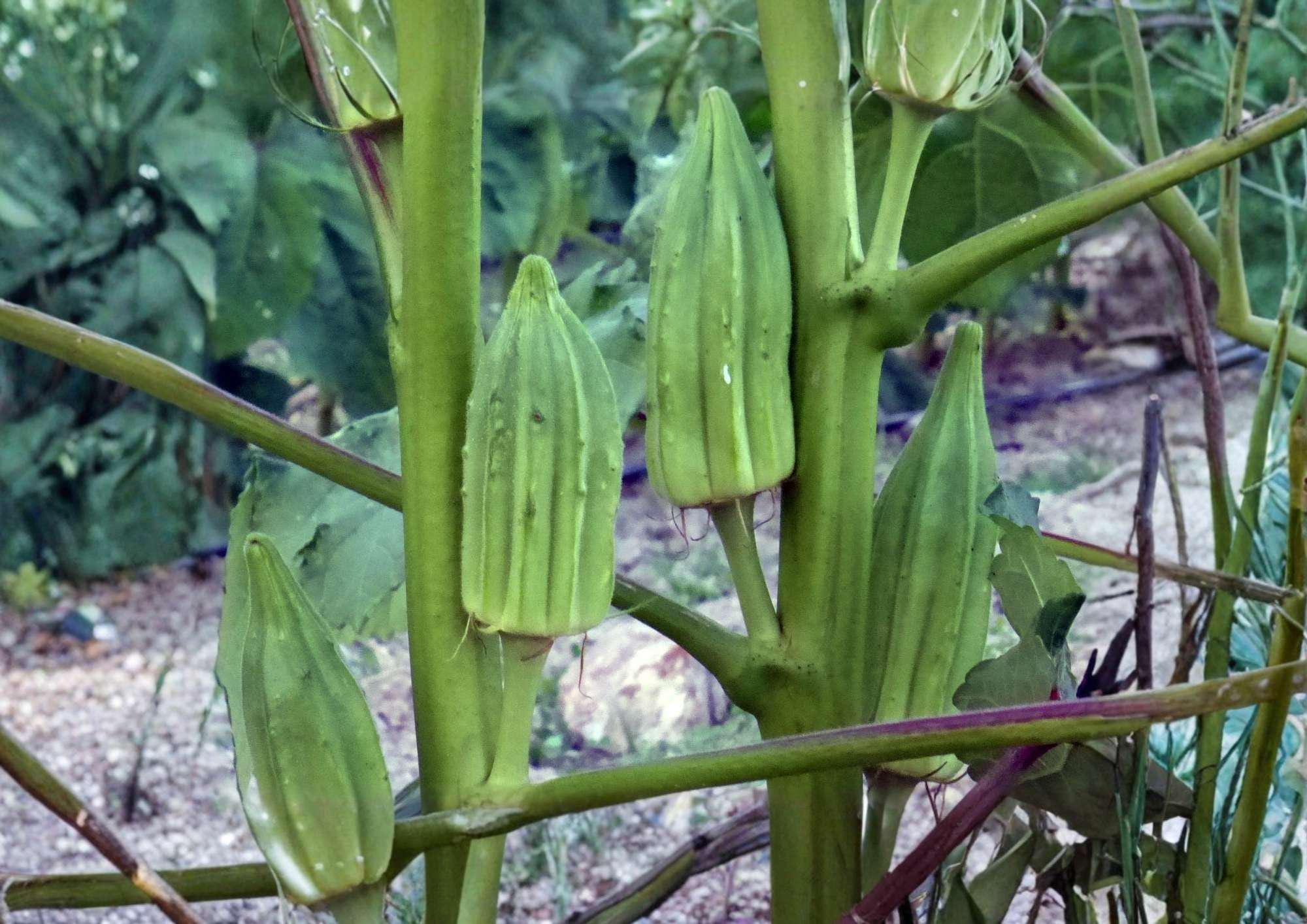 Blondy Okra Seeds 50+ | Heirloom, Spineless Pods, Compact, High Yield, AAS Winner, Vegetable Seeds for Garden Planting