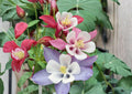 Columbine Seeds Perennial Mix 200+ McKana Giants, Colorful Aquilegia Flower Seeds for Garden, Shade Tolerant Planting