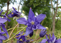Double Columbine Seeds Granny’s Bonnet Mix – Perennial Flower Seeds for Shade Gardens, Aquilegia, Colorful Double Blooms, Garden Planting