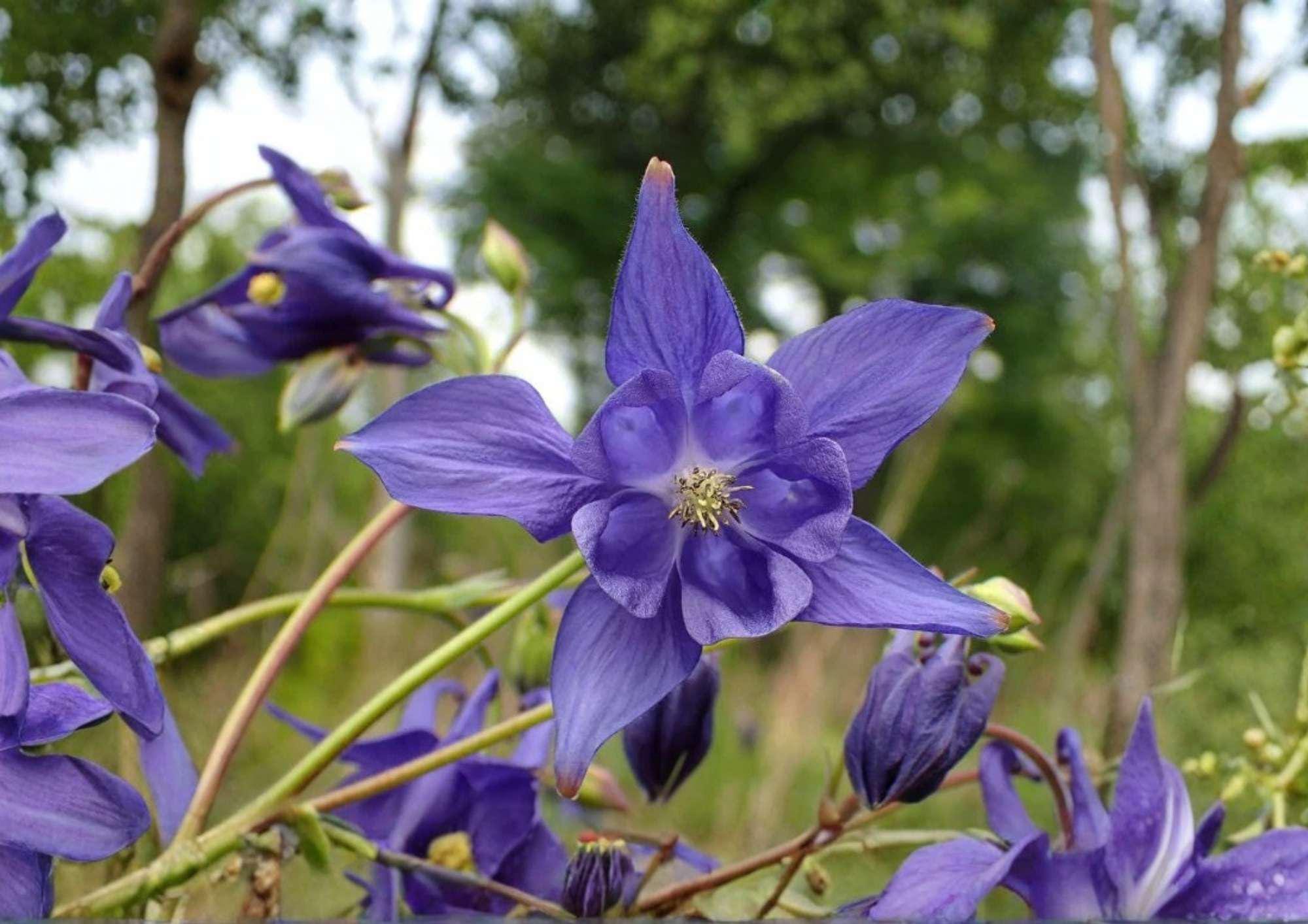 Double Columbine Seeds Granny’s Bonnet Mix – Perennial Flower Seeds for Shade Gardens, Aquilegia, Colorful Double Blooms, Garden Planting